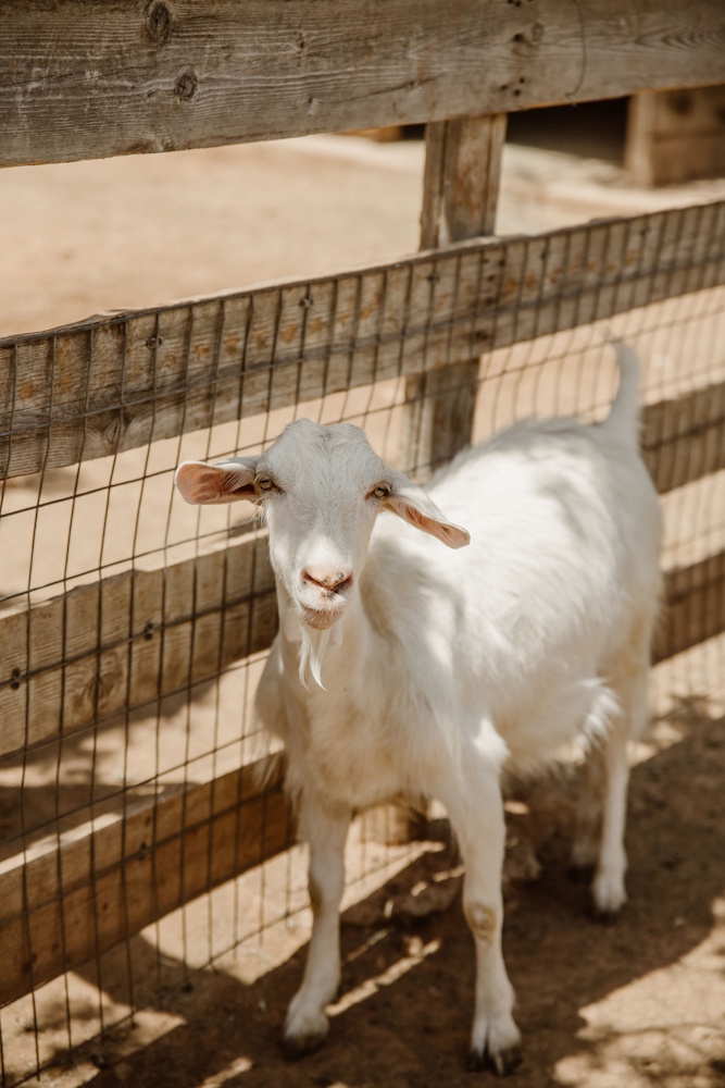 Farm Baptism in Athens